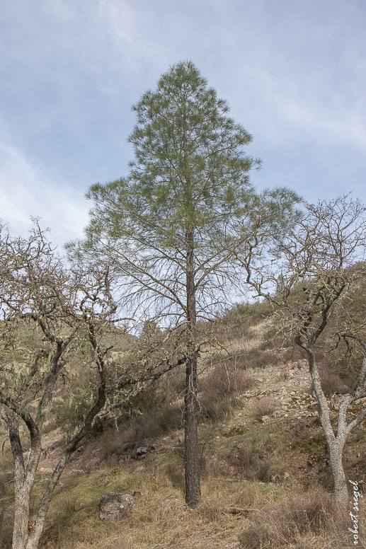 pinnacles